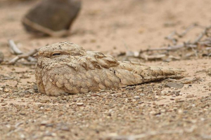 Przebranie zwierząt: jak widzieć niewidzialne? Przebranie zwierząt: jak widzieć niewidzialne?